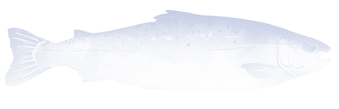 image fish